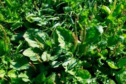 Loại cây dại mọc bạt ngàn ở Việt Nam, giá rẻ như cho, người Trung Quốc coi là "cỏ tài lộc"