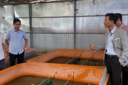 Con vật này "ăn no tắm mát" rủ nhau nằm chật kín trong bồn, nuôi thành công ở Cà Mau, chả quấy phá, bán dễ hơn nuôi lợn