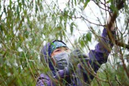 Đào Nhật Tân trút áo, Quất Tứ Liên vào thế chạy đua với Tết