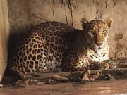 Bắt quả tang một cơ sở đang nuôi nhốt nhiều hổ, gấu, báo tại TPHCM