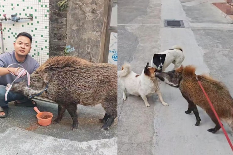 Vỗ béo lợn rừng kiếm gần 20 triệu/tháng, khách trả hàng trăm triệu cũng không bán