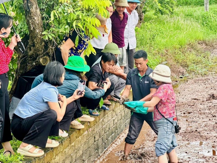 Nuôi con đặc sản hiếm có này trong đất ruộng lúa, nông dân Hải Phòng bán kiểu gì cũng đắt hàng, vì sao vậy? - 2