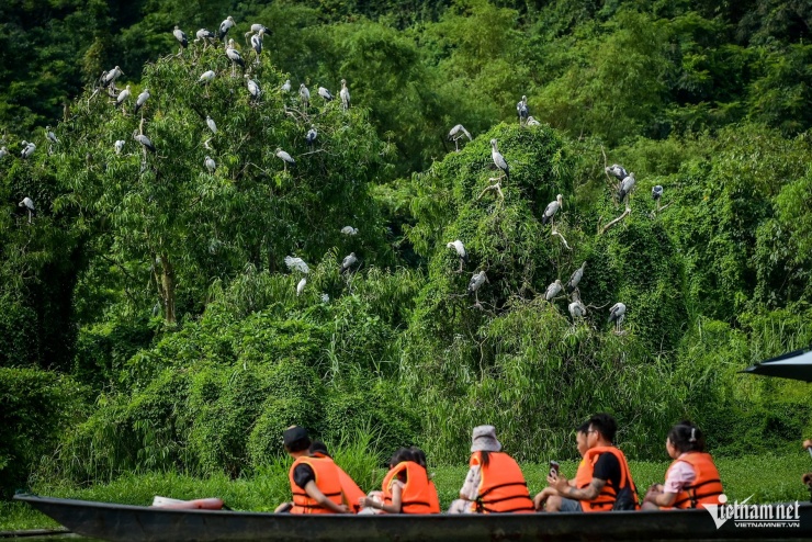 Men theo dòng nước, du khách có thể dễ dàng chiêm ngưỡng những đàn chim chao lượn ở khoảng cách rất gần