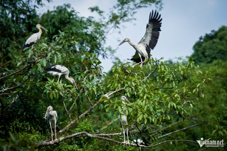 Mê hoặc khoảnh khắc hàng vạn chim hoang dã bay về tổ ở Ninh Bình - 6