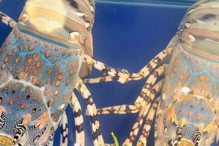 Tôm hùm bông khan hàng, giá leo thang