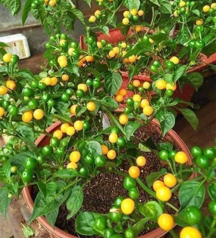 Dạo một vòng quanh các chợ mạng hiện nay, không khó để bắt gặp những lời rao bán ớt Aji Charapita với đủ hình thức từ quả tươi, quả khô, hạt giống cho đến cây con.
