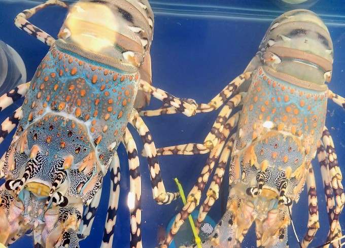 Tôm hùm bông tại cửa hàng hải sản trên đường Lý Tự Trọng, phường Bến Thành (TP HCM). Ảnh: Thi Hà