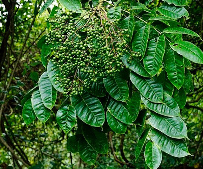 Loại quả xưa chín rụng đầy không ai ngó ngàng, nay thành đặc sản người thành phố ưa chuộng vì có hương vị lạ, 300.000 đồng/kg - 1