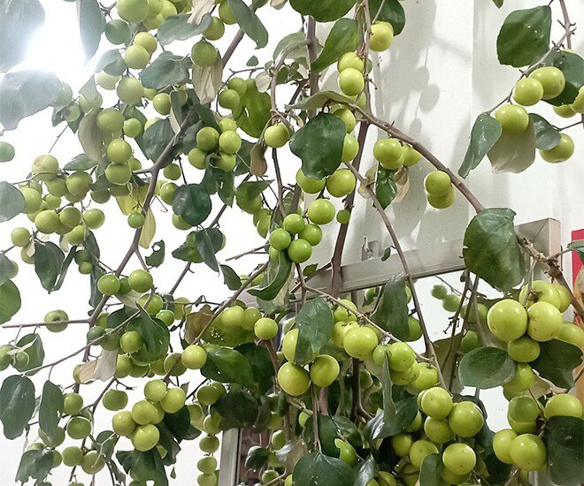 Loại quả "tốt nhất thế giới", Việt Nam trồng bạt ngàn thu hoạch nhiều năm, thành đặc sản nổi tiếng giá 80.000 đồng/kg - 1