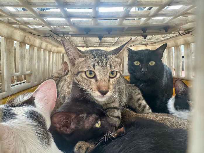 Số mèo còn sống trên xe tải