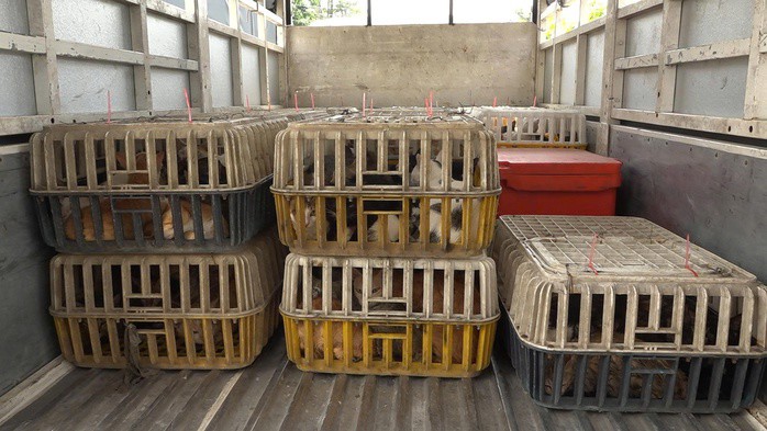 CLIP: Hình ảnh ớn lạnh bên trong kho chứa mèo ở Đồng Tháp - 3