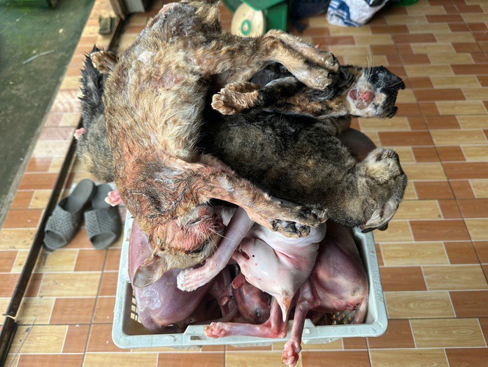 Mèo đã qua sơ chế