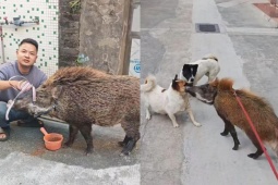 Vỗ béo lợn rừng kiếm gần 20 triệu/tháng, khách trả hàng trăm triệu cũng không bán