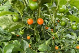 3 loại quả đắt đỏ bậc nhất thế giới, nay Việt Nam trồng đại trà như cây cảnh, thành đặc sản lạ