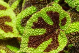 Tin tức sức khỏe - Loại lá quen thuộc đang được người bị đau xương khớp “truyền tai nhau” săn lùng