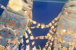 Tôm hùm bông khan hàng, giá leo thang