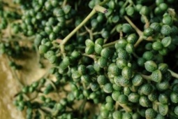 Loại quả xưa chín rụng đầy không ai ngó ngàng, nay thành đặc sản người thành phố ưa chuộng vì có hương vị lạ, 300.000 đồng/kg