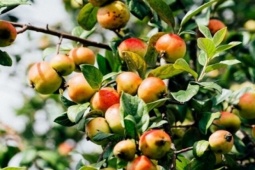 Loại quả "tốt nhất thế giới", Việt Nam trồng bạt ngàn thu hoạch nhiều năm, thành đặc sản nổi tiếng giá 80.000 đồng/kg