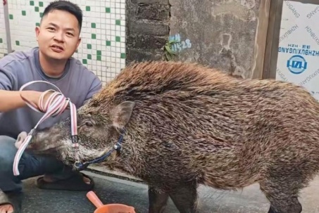 Lợn rừng lạc vào nhà thành 'cỗ máy kiếm tiền'