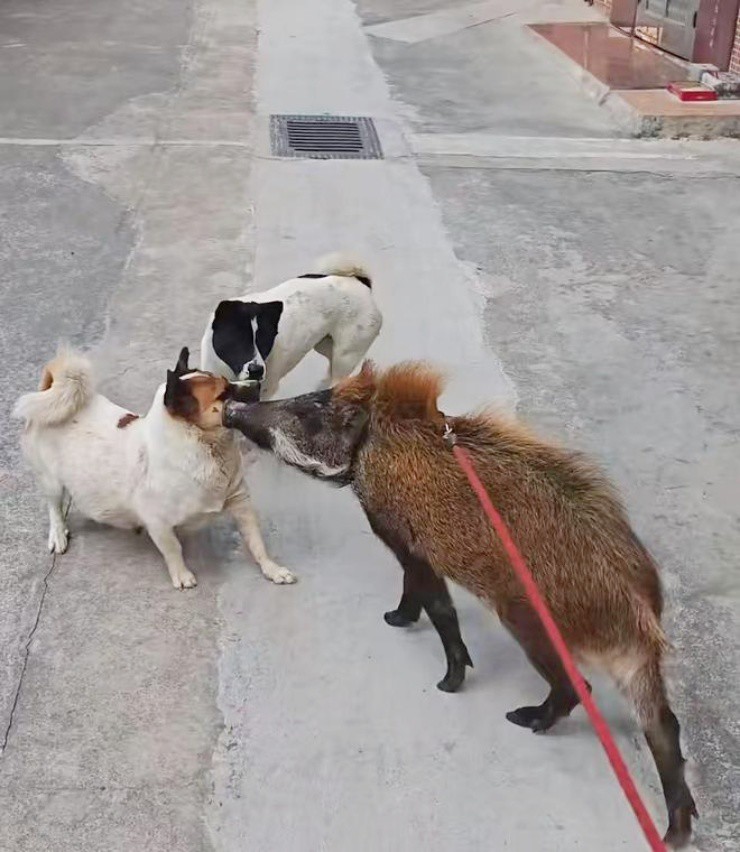 Vỗ béo lợn rừng kiếm gần 20 triệu/tháng, khách trả hàng trăm triệu cũng không bán - 3