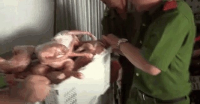 CLIP: Hình ảnh ớn lạnh bên trong kho chứa mèo ở...