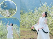 Ngỡ ngàng hoa mận trái mùa nở trắng sườn đồi Mộc Châu