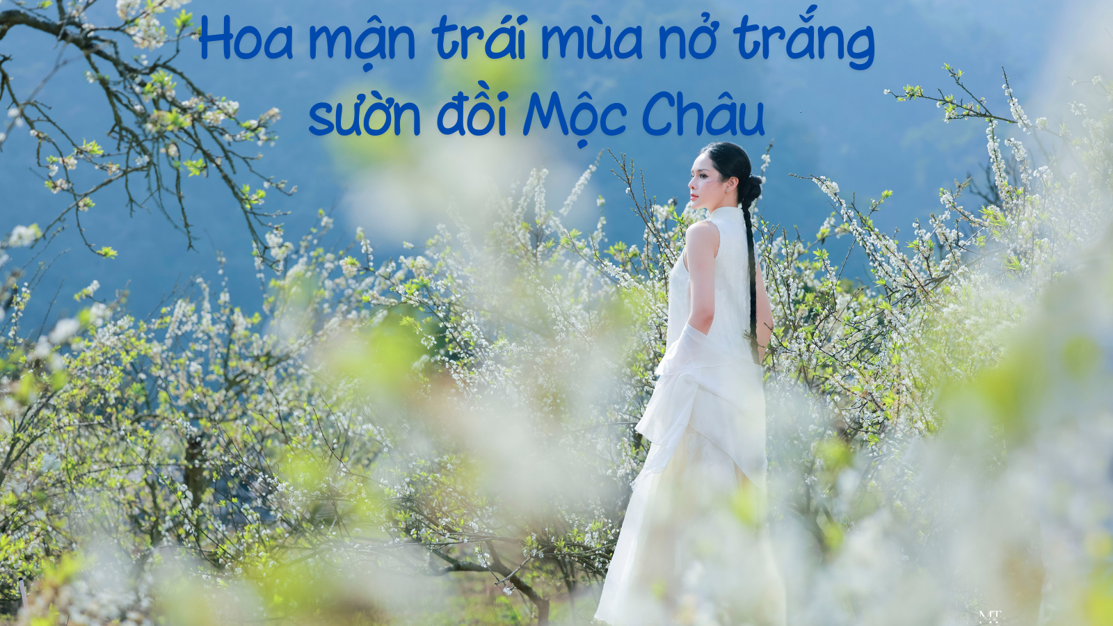 Ngỡ ngàng hoa mận trái mùa nở trắng sườn đồi Mộc Châu - 1