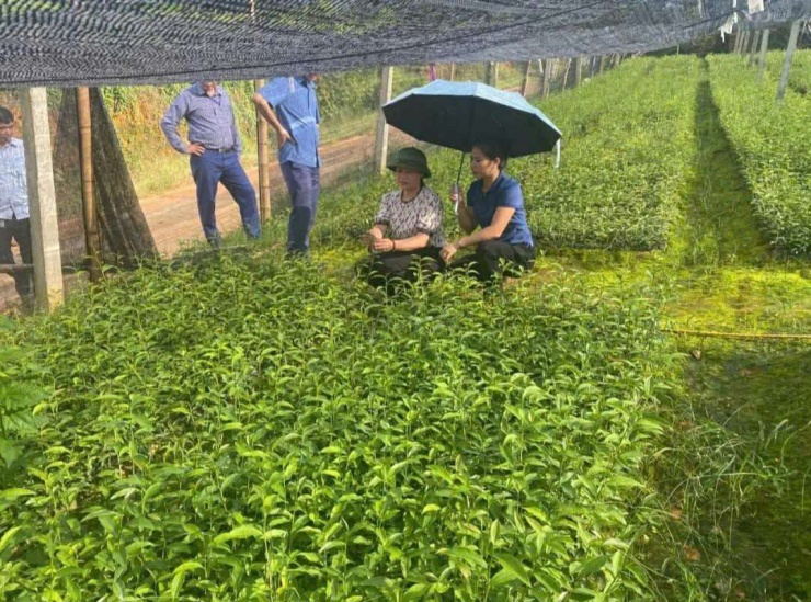 Khi tham gia dự án “Nâng cao chất lượng, an toàn sản phẩm nông nghiệp và phát triển chương trình khí sinh học” chị Nguyệt được tiếp cận với các tiến bộ khoa học kỹ thuật trong nhân giống cây trồng, đặc biệt là kỹ thuật ươm chè cành. Ảnh: NVCC