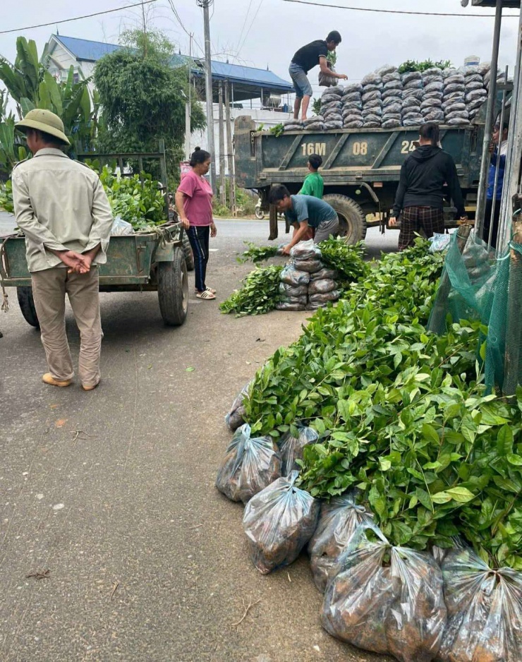 Trung bình mỗi năm, HTX sản xuất và cung ứng ra thị trường khoảng 3 – 4 triệu cây giống các loại, mang về doanh thu khoảng 5 tỷ đồng/năm. Ảnh: NVCC