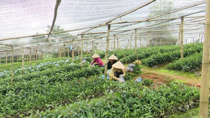 Mô hình ươm cây chè giống của HTX Nông sản Phú Đạt đang tạo việc làm cho nhiều bà con địa phương. Ảnh: NVCC
