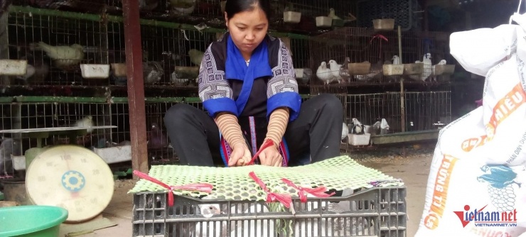 Đàn chim được đóng gói cẩn thận trước khi giao cho thương lái&nbsp;