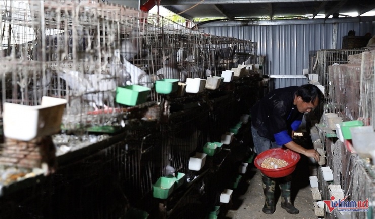 Sự kiên trì của chàng trai Mông đã được đền đáp xứng đáng. Hiện nay, trang trại của anh cung cấp ra thị trường khoảng 300 - 400 con chim bồ câu/tháng.&nbsp;