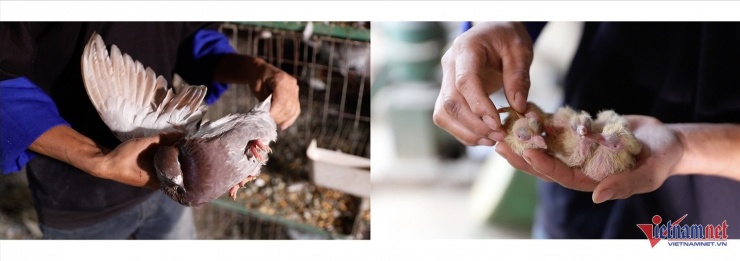 Các quy trình chăm sóc được anh Sùng tận tâm thực hiện hàng ngày, từ con non mới nở đến chim thành phẩm. Ảnh Tuấn Ninh