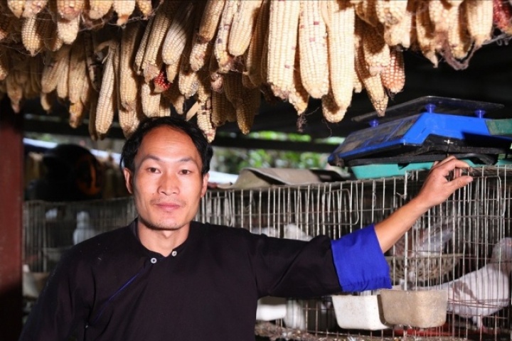 Từ nương ngô đến kinh tế số: Chàng trai người Mông làm giàu từ nuôi bồ câu