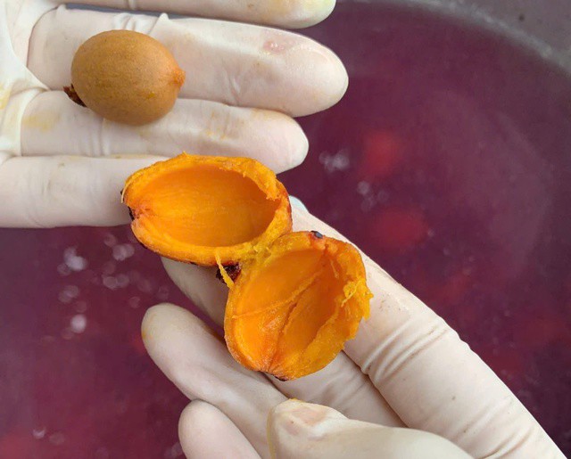 Cọ phải được ỏm trong nước nóng khoảng 90 độ C. Ảnh: Nhung Nhung.