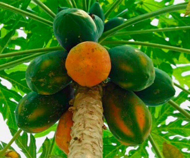 Loại quả "tốt nhất thế giới" được trồng bạt ngàn ở Việt Nam, chỉ 6 tháng cho thu hoạch, thành đặc sản 35.000 đồng/kg - 1