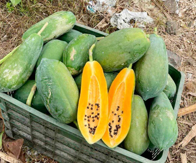 Loại quả "tốt nhất thế giới" được trồng bạt ngàn ở Việt Nam, chỉ 6 tháng cho thu hoạch, thành đặc sản 35.000 đồng/kg - 4