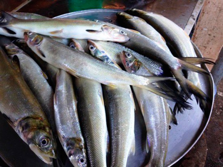 Loài cá này được xem là hung dữ bậc nhất trong các loài cá nước ngọt, được ví như cọp nước.