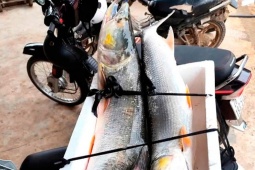 Loài cá hung dữ được ví như "cọp nước" sông Đà, vừa hiếm vừa đắt, chỉ dành cho đại gia