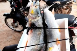 Loài cá hung dữ được ví như "cọp nước" sông Đà, vừa hiếm vừa đắt, chỉ dành cho đại gia