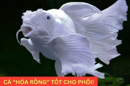 Tin tức sức khỏe - Loại cá “hóa rồng” trong truyền thuyết nay trở thành “bảo bối” bảo vệ phổi, giúp giảm ho cực tốt