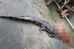 Vụ cá sấu cắn thầy giáo ở Tây Ninh: Phạt người nuôi 315 triệu đồng