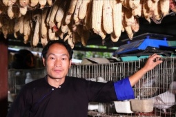 Từ nương ngô đến kinh tế số: Chàng trai người Mông làm giàu từ nuôi bồ câu