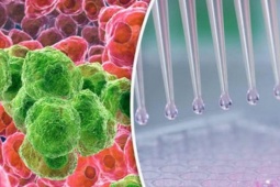 Tế bào ung thư sợ gì nhất?: Phát hiện nhiều 'điểm yếu' để loại bỏ tế bào ung thư
