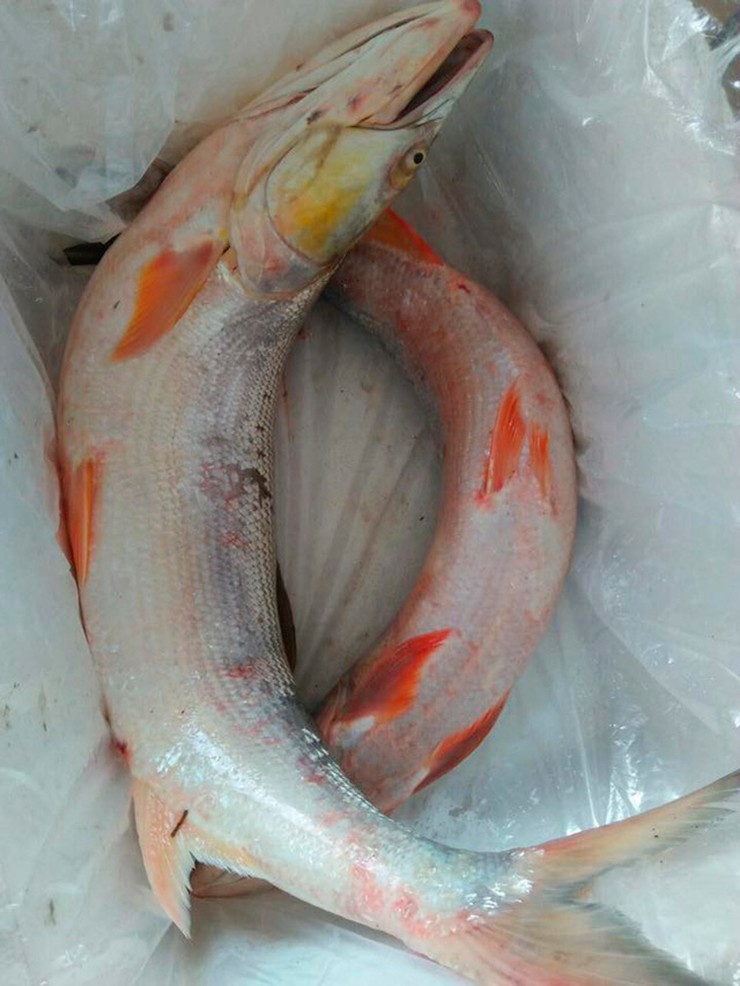 Chúng săn mồi rất hung hăng, con nhỏ thì nuốt chửng, con lớn là cắn đứt đôi.