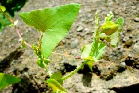 Cây dại đến rắn cũng sợ, ở nước ngoài bán gần 150.000đ/kg