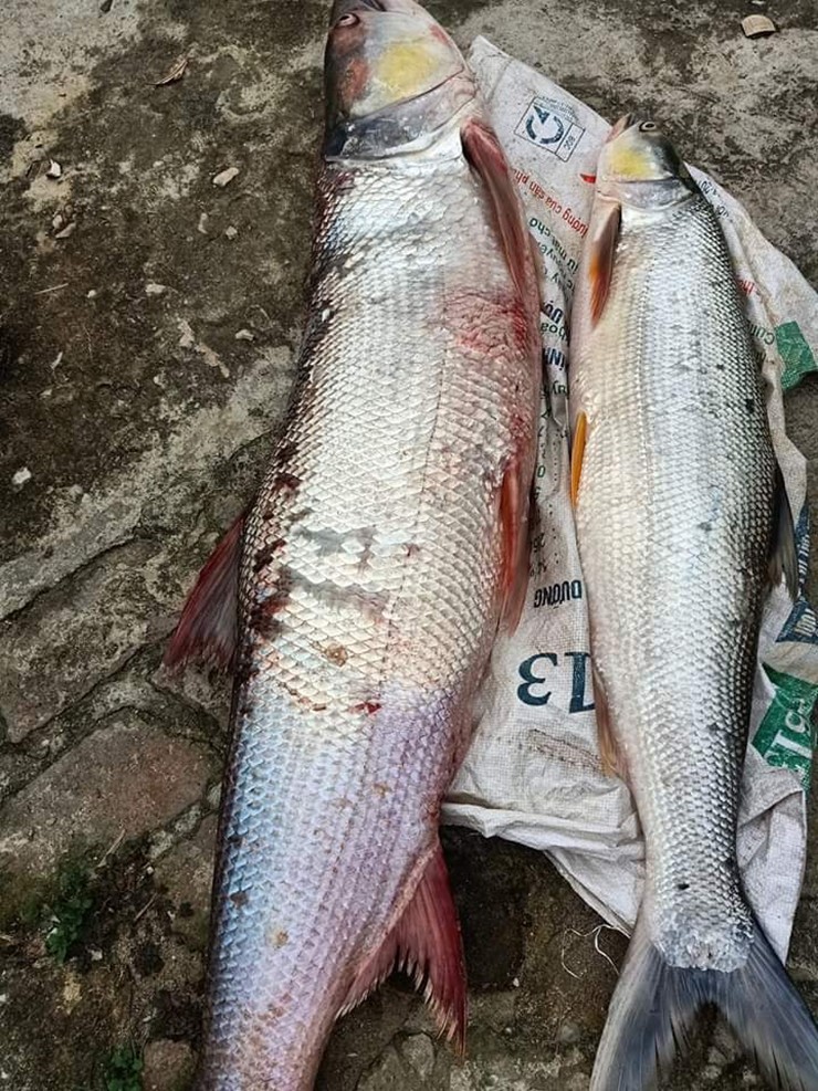 Thân dài, vây khỏe, miệng rộng với hàm răng sắc, nhọn cùng những cú táp mồi dứt khoát, chúng lao đi trên mặt nước với tốc độ cực nhanh để đuổi mồi như một mũi tên.