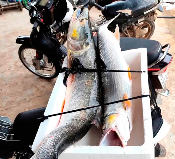 Dân chài truyền tai nhau rằng chỉ cần nghe thấy những tiếng “ùm ùm” vang vọng giữa dòng sông, dù ngày hay đêm, thì chắc chắn đó là đàn cá Măng đang săn mồi.