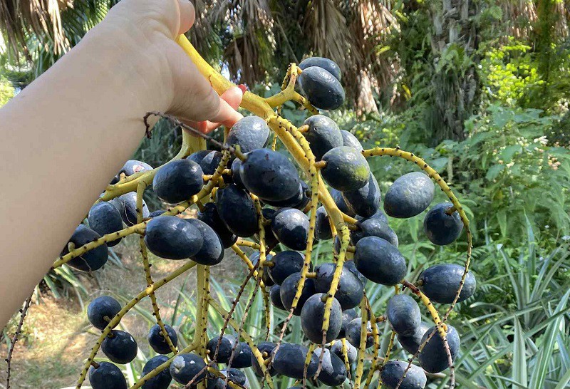 Cọ sai quả khiến nhiều gia đình phấn khởi. (Ảnh: Hải Yến).