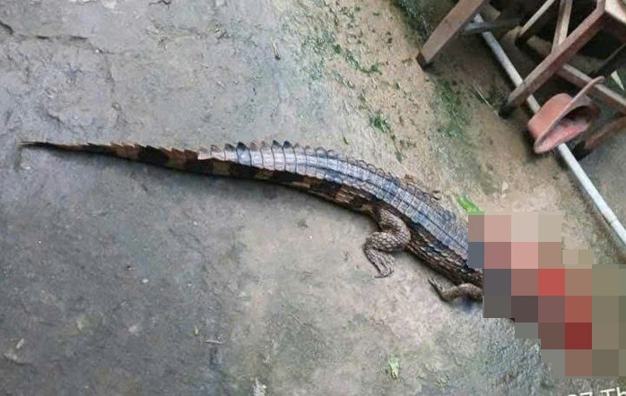 Vụ cá sấu cắn thầy giáo ở Tây Ninh: Phạt người nuôi 315 triệu đồng - 1